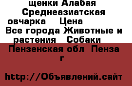 щенки Алабая (Среднеазиатская овчарка) › Цена ­ 15 000 - Все города Животные и растения » Собаки   . Пензенская обл.,Пенза г.